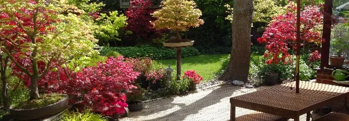 Japanischer Garten mit Ahornbäumen